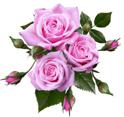 Розы Розовый Цветы Бесплатное фото на Pixabay Schöne Blumen Bilder