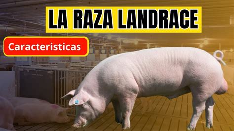 Conoce La Raza De Cerdo Landrace Características Y Ventajas De Esta