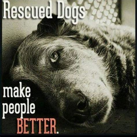 Pin By Karen Levin On ~ Directives For The Heeler Groups ~ Rescue Dog