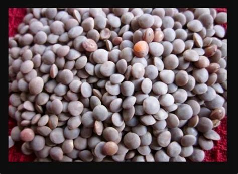 Black Masoor Dal High In Protein Packaging Size 50 Kg At Best Price