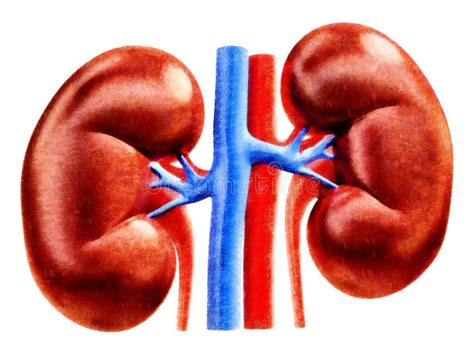 Human Kidneys Anatomy Illustration Stock Illustration Illustration Of