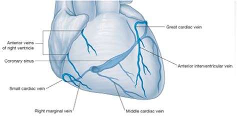 Soft tissues were macerated with pancreatin. Human heart at Wayne State University - StudyBlue