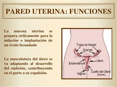 Ppt Anatom A Y Fisiolog A Del Aparato Reproductor Femenino Powerpoint