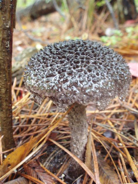 Rainy Georgia Mushroom Pics~ Mushroom Hunting And