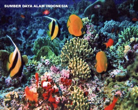 Mengenal sumber daya alam Indonesia - Materi Pelajaran SD
