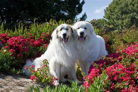 Two Great Pyrenees Together Among Red Photograph By Zandria Muench