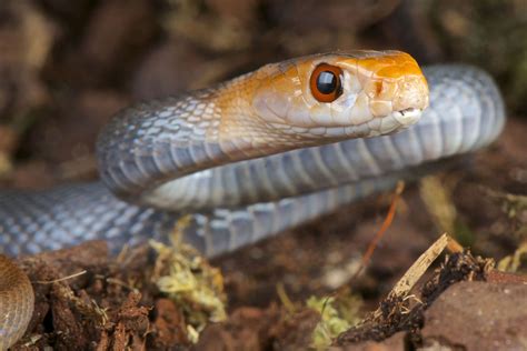 Taipan Wallpapers Animal Hq Taipan Pictures 4k Wallpapers 2019