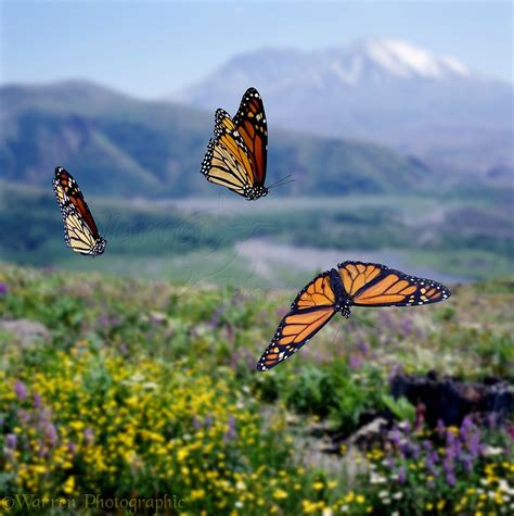 Monarch Butterflies At Mt St Helens Photo Wp00166