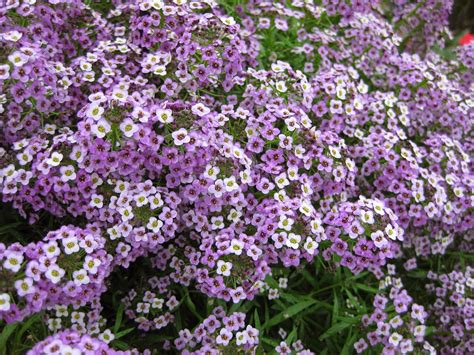 Sweet Alyssum Lobularia Maritima Rotary Botanical Gardens