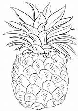 Pineapple Coloring sketch template