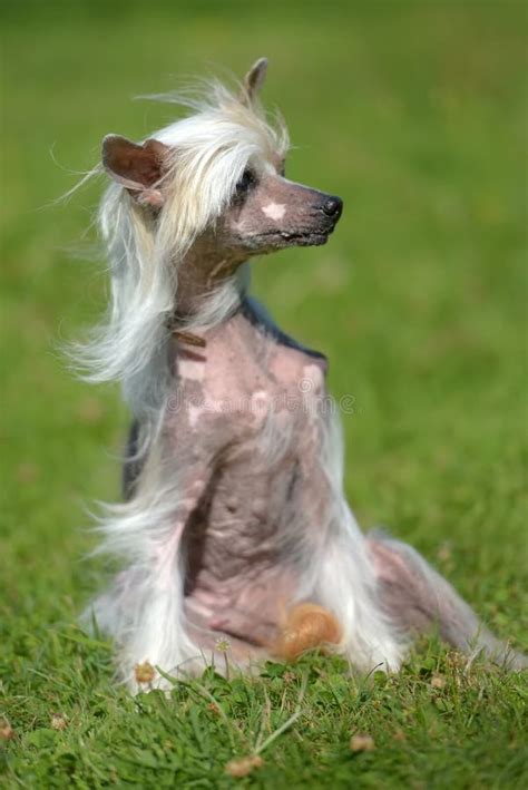 Old Chinese Crested Dog Stock Image Image Of Looking 123652415