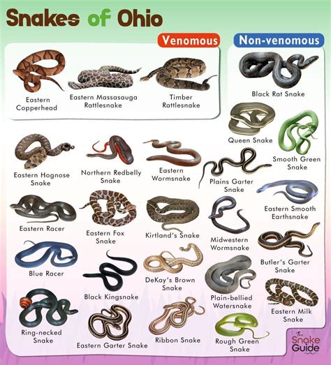 List Of Common Venomous And Non Venomous Snakes In Ohio With Pictures