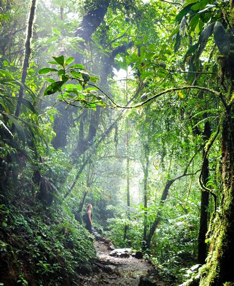 Jungle Costa Rica La Fortuna Au Costa Rica