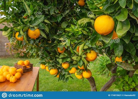 Harvesting Oranges Orange Tree With Ripe Fruits In The Garden Stock