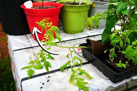 Planting Tomatoes Deep Or Sideways Easy Trick For Bigger Tomatoes