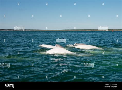 Canada Manitoba Churchill Churchill River Estuary Wild Beluga