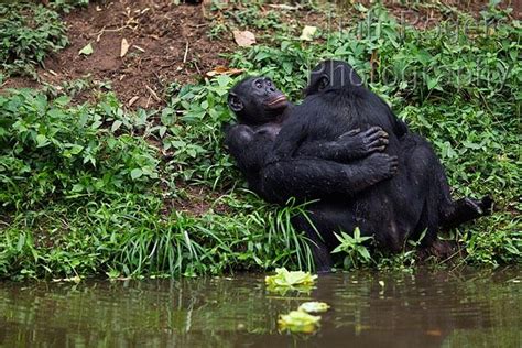 Bonobos Mating Face To Face Pan Paniscus Lola Ya Bonobo Santuary