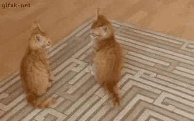 Cat Tail Wagging GIF Cat Tail Wagging Jump Discover Share GIFs