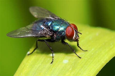 Flies Gs Pest Control