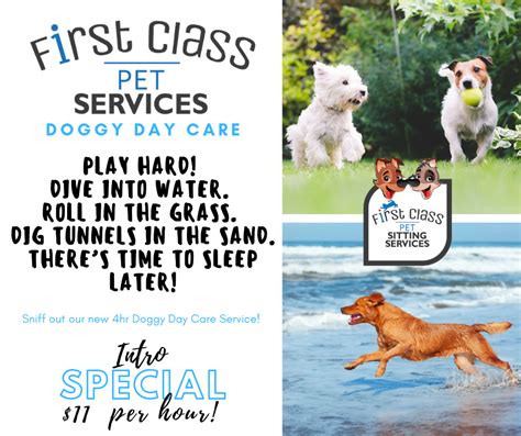 Doggy Day Care Adventures First Class Pet Sitting Services