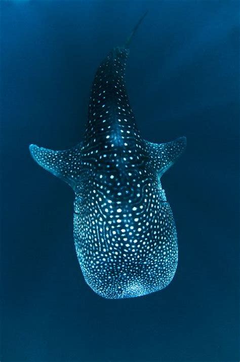 Whale Shark And His White Spots Shark Facts And Information