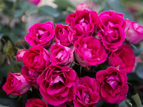 Róża Rabatowa Czesław Miłosz Róże ogrodowe Sklep Sobieszek producent