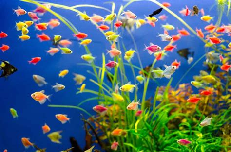 Demystifying Glofish Angelfish Can They Live Together