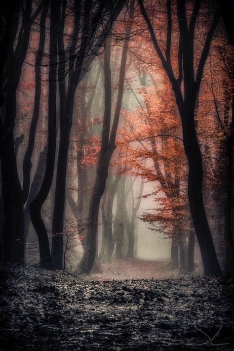 Foggy Autumn Mystical Forest Scenery Nature Photography