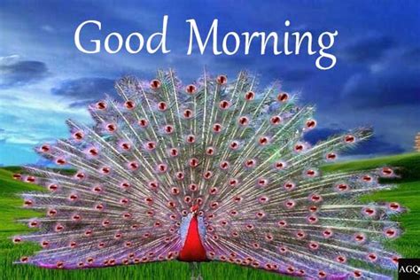 Good Morning Peacock Images And Pics