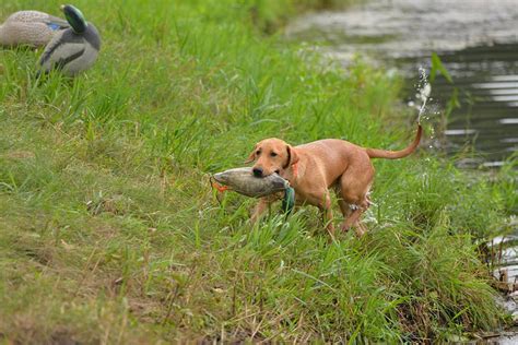 8 Ways To Ruin Your Duck Hunting Dog Outdoor Life