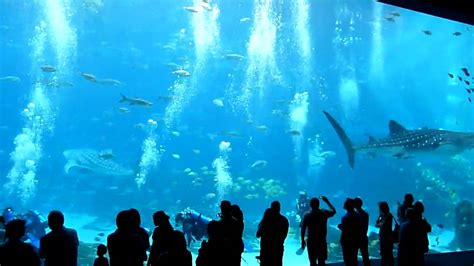 Worlds Largest Aquarium Big Tank Atlanta Youtube