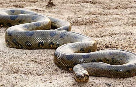 The Anaconda Snake Snake Information And Pictures All Wildlife