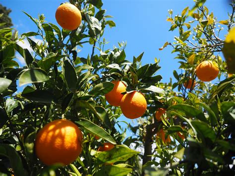 Free Images Branch Flower Summer Ripe Bush Foliage