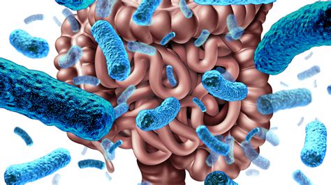 Your Gut Microbiomeyour Gut Microbiome Imsyser