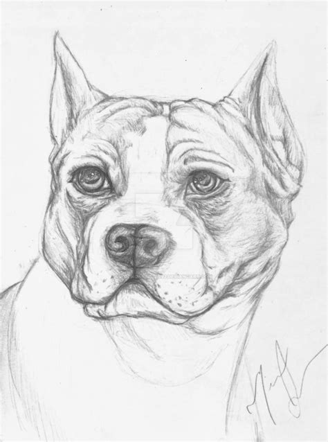 Pitbull Sketch By Youngartist1992 On Deviantart
