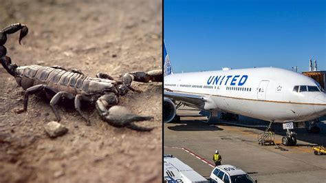 Now Canadian Man ‘stung By Scorpion On United Airlines Flight