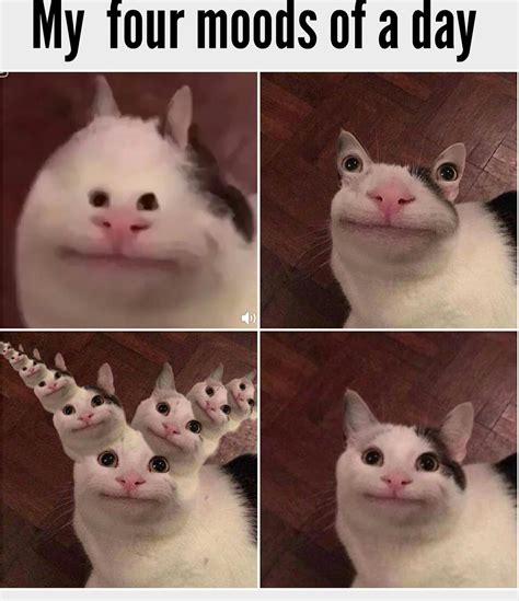 Polite Cat Meme By Pug1234 Memedroid