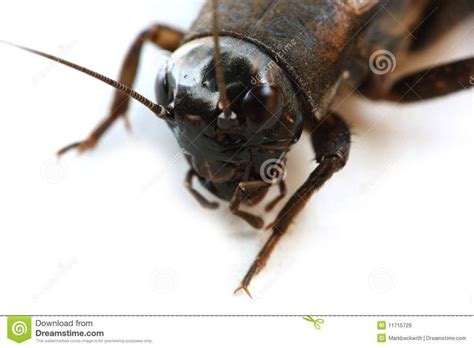 Cricket Insect 1 Cricket Insect Stock Images Free Stock Images