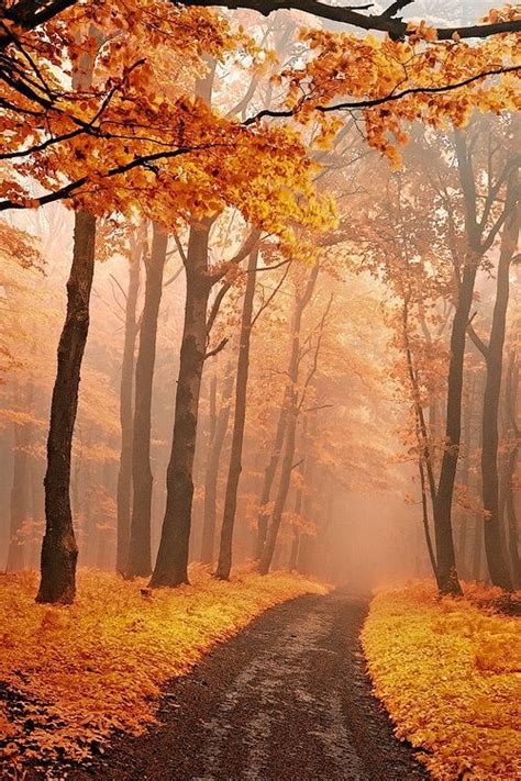 Misty Autumn Woods In White Carpathians Slovakia Czech Republic By