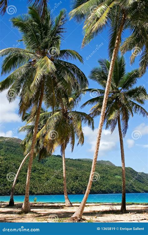 Coconut Trees Next To The Beach Royalty Free Stock Photo