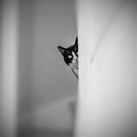 A Black And White Cat Peeking Out From Behind A Wall