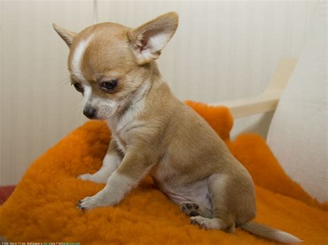 46 Free Chihuahua Puppy Wallpapers On Wallpapersafari
