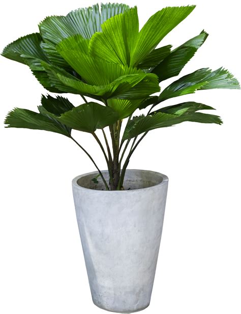 Green Leaves And White Plant Pots 9370174 Png