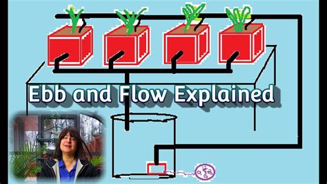 Ebb And Flow Hydroponic System Explained Aka Flood And Drain