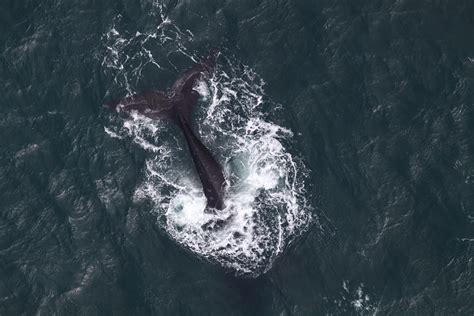 North Pacific Right Whale Marine Mammal Commission