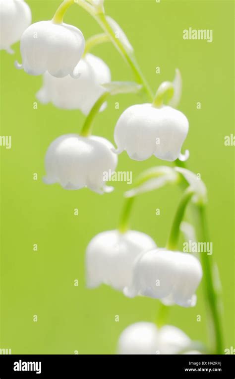 Lilies Of The Valley Convallaria Majalis Stock Photo Alamy