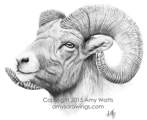 Bighorn Sheep Drawing At Explore Collection Of