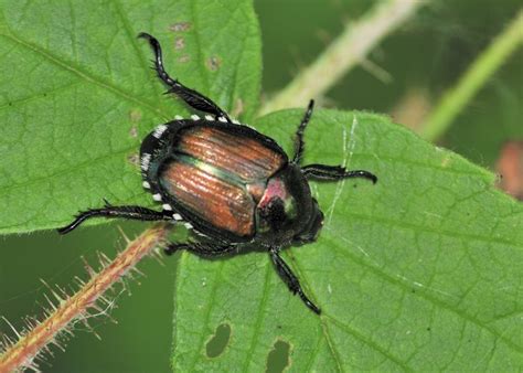 Japanese Beetle Traps—a Reconsideration Gardenrant