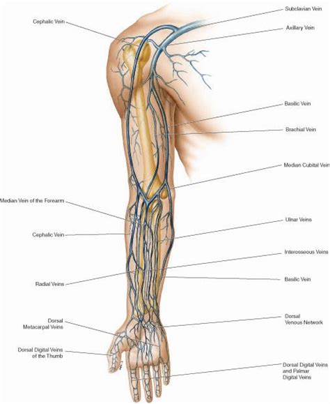 Pin By Suzanne De Chazal On Anatomia Diagnostic Medical Sonography