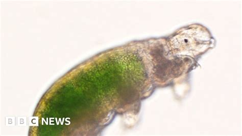 Japan Water Bear Reproduces After 30 Years On Ice Bbc News